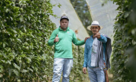 Blog 4 Agrónomo y productor aliado prosagro Export