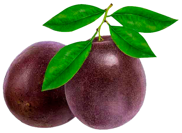 gulupa, fruta exótica arrancada del árbol — 10 frutas exóticas de Colombia más exportadas