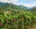 Paisaje de colombia con un cultivo de gulupa